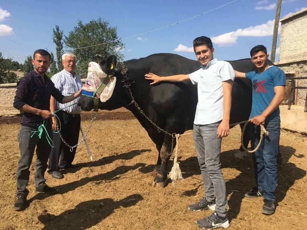 İki Tonluk Boğa, Otomobil Fiyatına Alıcı Bekliyor