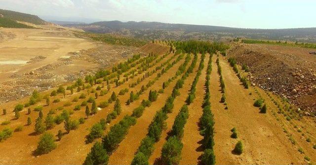 Kütahya’da Eski Maden Sahaları Ağaçlandırılıyor