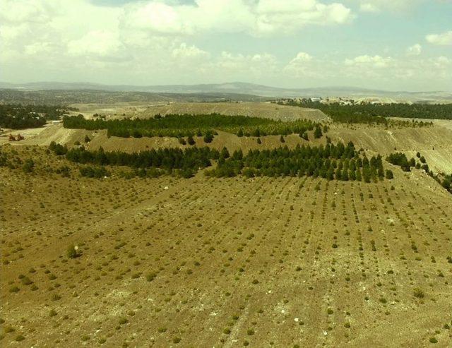 Kütahya’da Eski Maden Sahaları Ağaçlandırılıyor