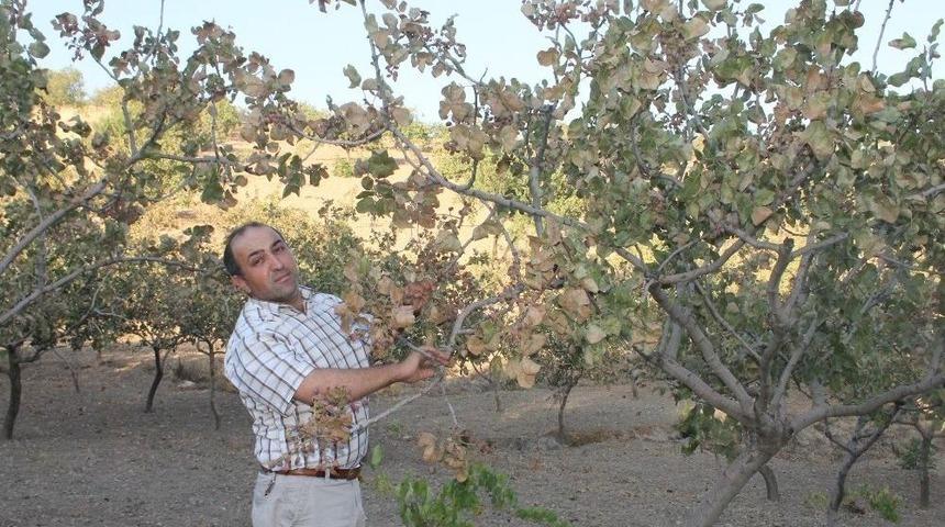 Siirt Fıstığı Bah&ccedil;ede Yandı, Fiyatların Y&uuml;kselmesi Endişesi Var
