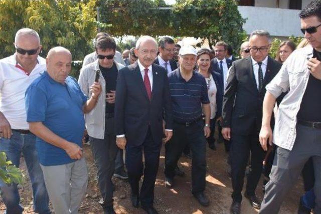 Kılıçdaroğlu, Bağa Girip Üzüm Kesti