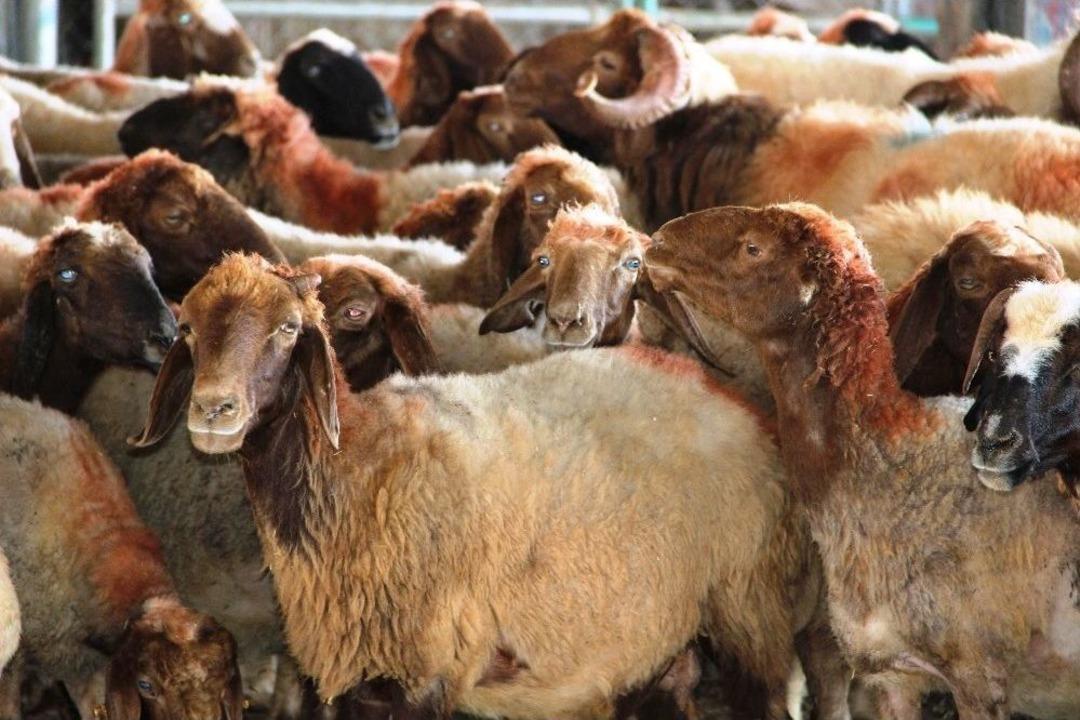 Besicilerden Kurban Alacaklara &lsquo;son G&uuml;ne Kalmayın&rsquo; Uyarısı