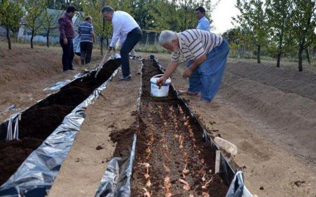 Altın Bitki 'safran'da Üretim Ve Kalite Artırmak Için Proje