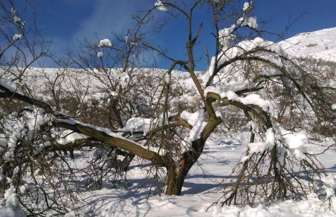 Aşırı Kar Yağışı Kayısı Ağa&ccedil;larının Dallarını Kırdı