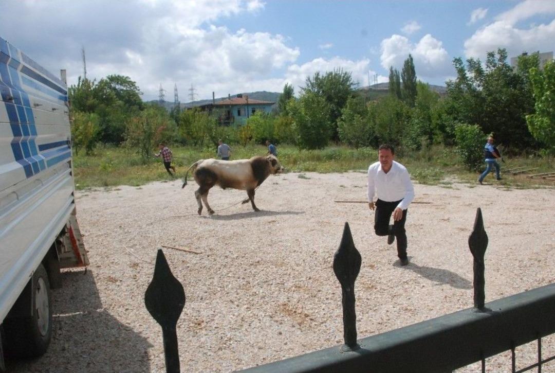 Uygulama Noktasında Durdurulan Kamyonetteki Boğa Ka&ccedil;tı