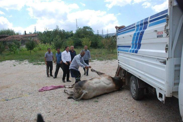 Uygulama Noktasında Durdurulan Kamyonetteki Boğa Kaçtı G2
