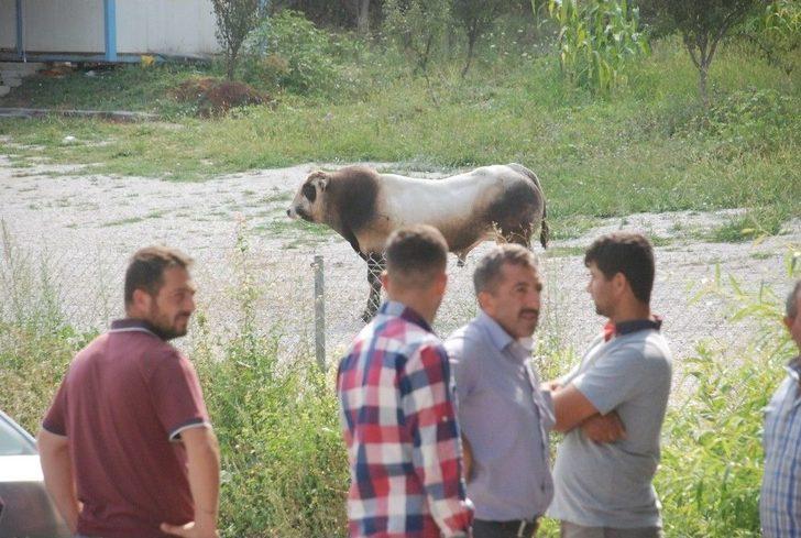 Uygulama Noktasında Durdurulan Kamyonetteki Boğa Kaçtı G3