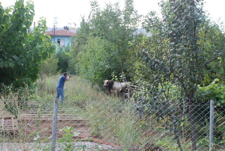 Uygulama Noktasında Durdurulan Kamyonetteki Boğa Kaçtı G5
