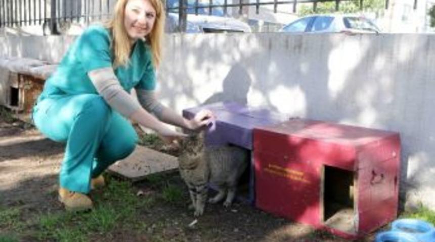 Bayraklı Sokak Hayvanlarına Sahip &Ccedil;ıkıyor