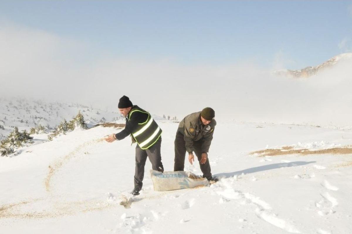 Şırnak&rsquo;ta Hayvanlar İ&ccedil;in Yem Bırakıldı