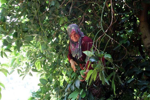 Antalya’da Avokado Üretimi 10 Yılda 12 Kat Arttı