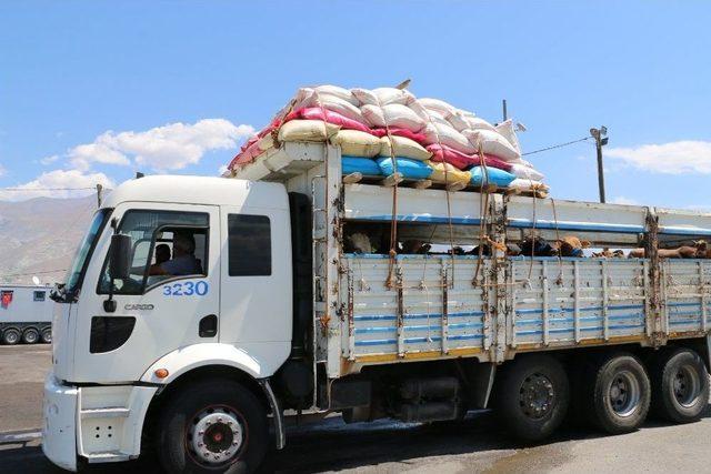 Karayollarında Kurbanlıklara Sıkı Denetim