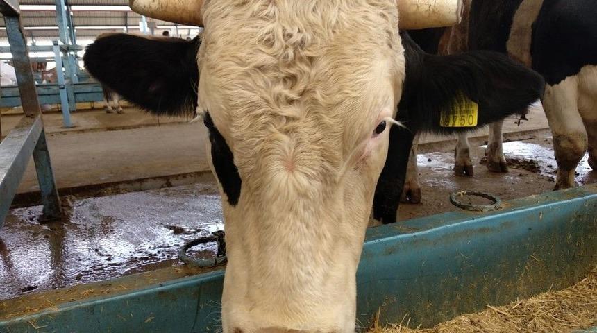 1 Tonluk Kurbanlık &rsquo;baron&rsquo;a Rakip Aranıyor