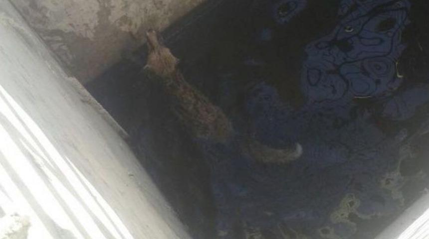 Sulama Havuzunda Boğulmak &Uuml;zere Olan Tilkiyi İtfaiye Kurtardı