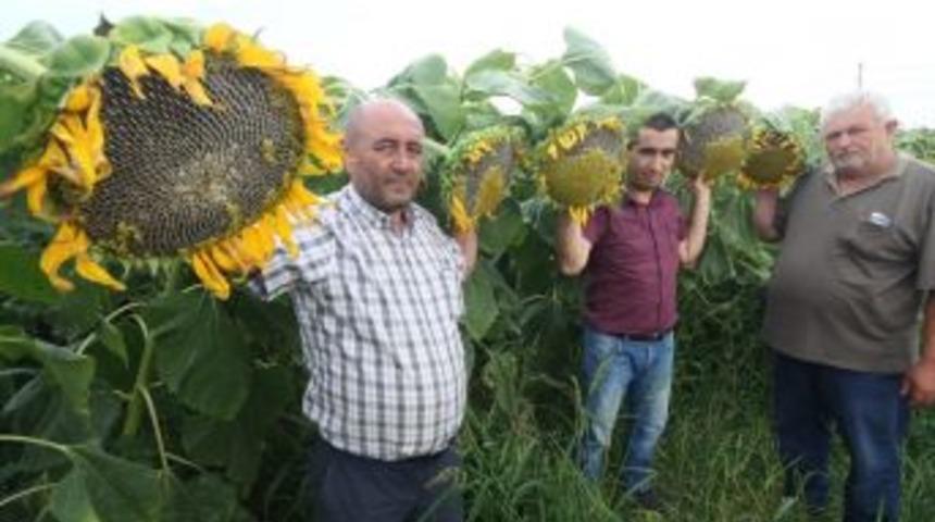 Çin Ayçiçeği Yenişehir Ovasını Sevdi