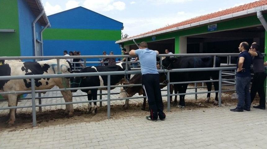 Kurban Bayramı Hazırlıkları Devam Ediyor