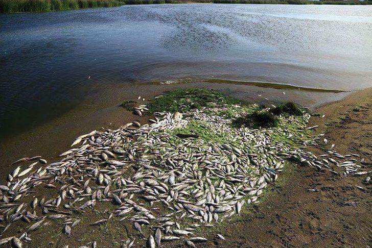 Üst Üste Yaşanan Balık Ölümleri Korkutuyor G3