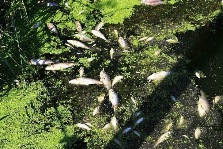 Üst Üste Yaşanan Balık Ölümleri Korkutuyor G4