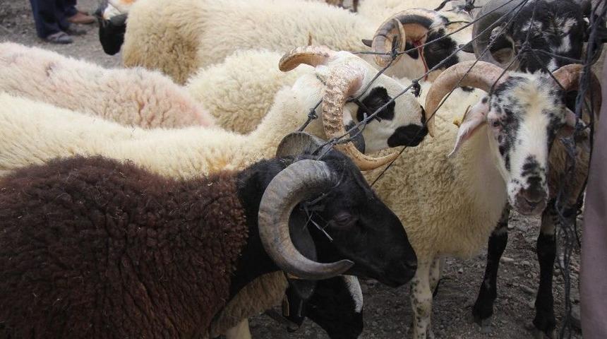 Burhaniye Kurban Bayramına Hazır