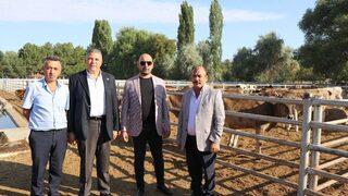 Ktb Başkanı Bağlamış, yerli Kurban Alarak Üreticilere Destek Verin