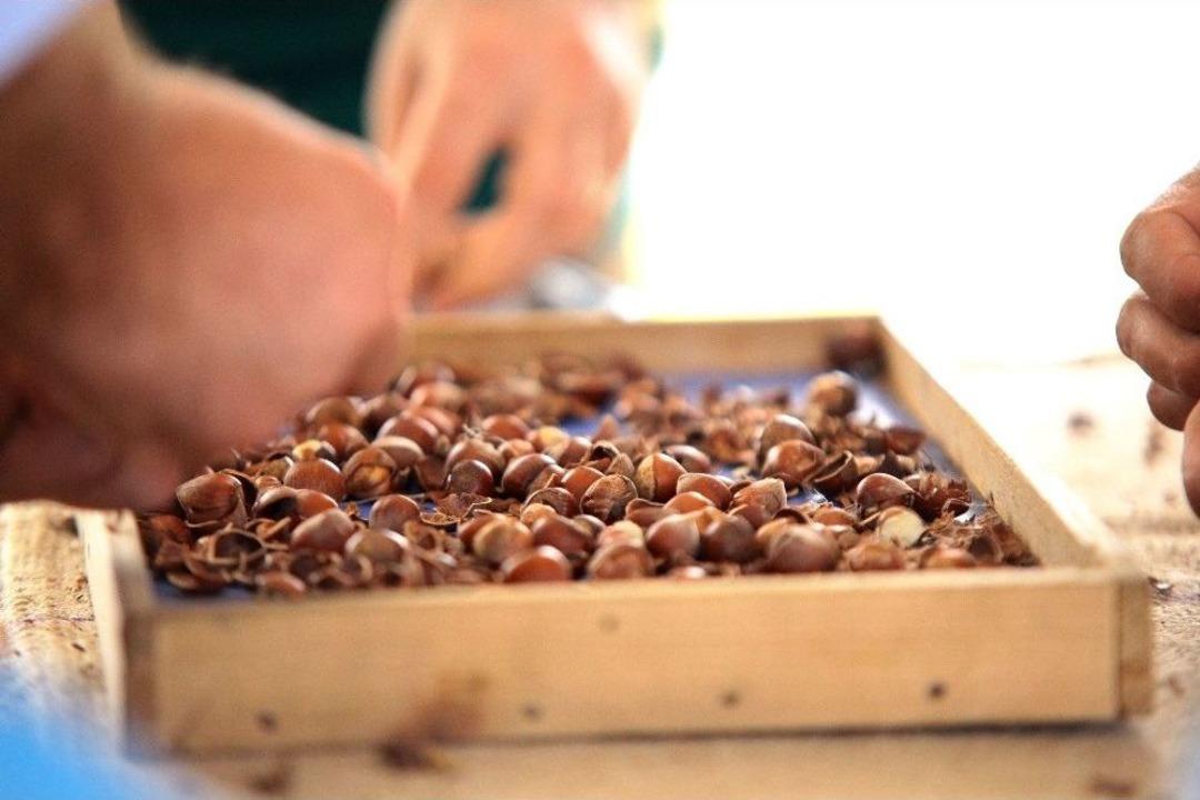 Giresun&rsquo;da Fındıklar Yarıştı