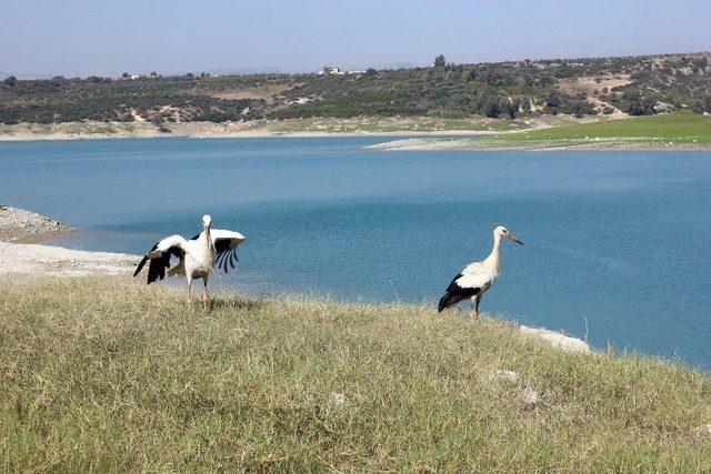 Mersin’de Tedavileri Tamamlanan 26 Yaban Hayvanı Doğaya Bırakıldı