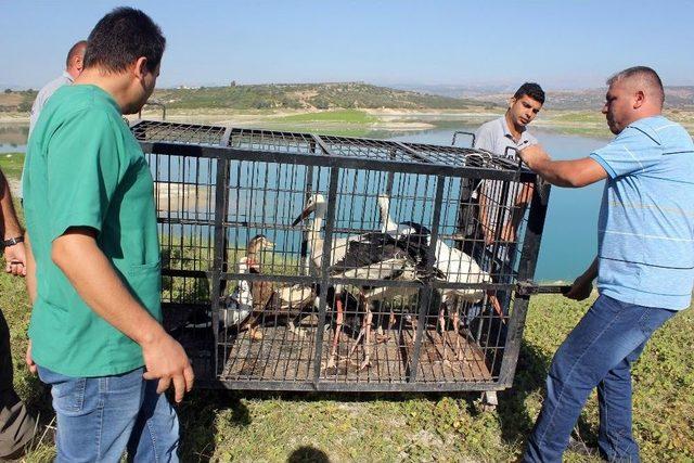 Mersin’de Tedavileri Tamamlanan 26 Yaban Hayvanı Doğaya Bırakıldı