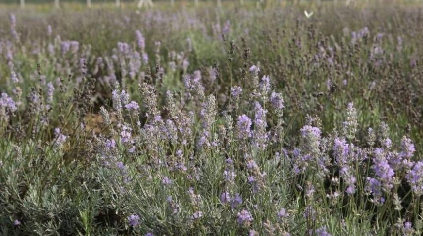 Bolu’da 20 Dönümlük Alana ‘tıbbi Aromatik Bitkiler’ Bahçesi