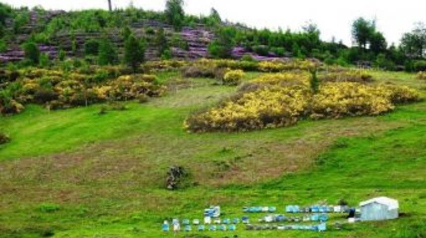 Ordu’da Bal Ormanlarında Boş Kalmadı