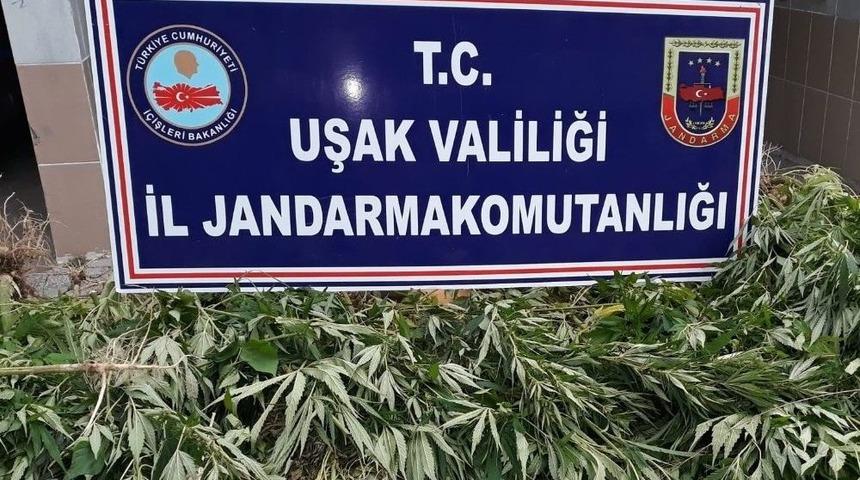 Uşak&rsquo;ta 136 K&ouml;k Kenevir Ele Ge&ccedil;irildi