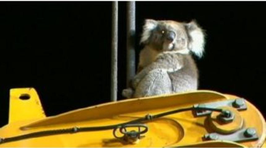 Sondaj Makinesinde Mahsur Kalan Koala Kurtarıldı