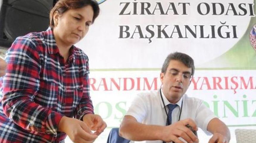 Giresun&rsquo;Da Fındıkta Randıman Yarışması