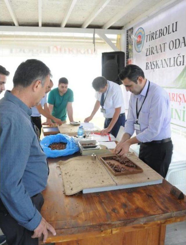 Giresun’Da Fındıkta Randıman Yarışması