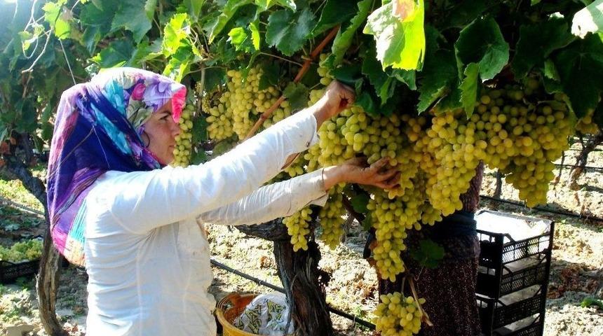 Sarıg&ouml;l&rsquo;de 200 Bin Ton &Uuml;z&uuml;m &Ouml;rt&uuml; Altında