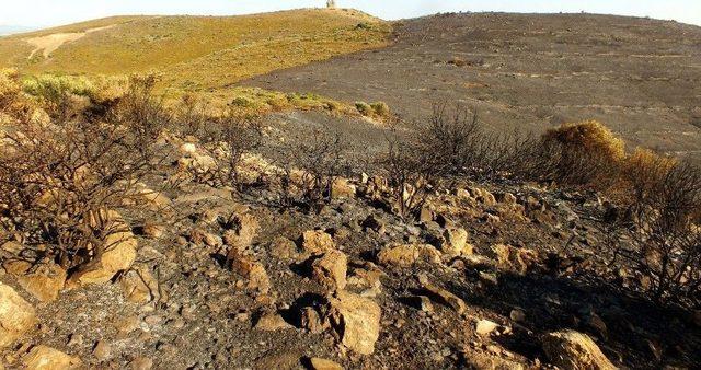 Ayvalık’taki Yangınlarda Sabotaj Şüphesi