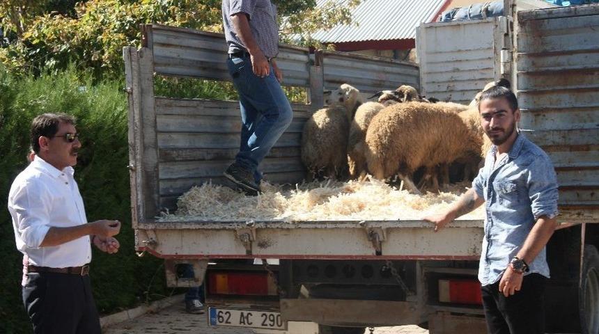 Tunceli&rsquo;de Gen&ccedil; &Ccedil;ift&ccedil;ilere Bin 20 Koyun Dağıtıldı