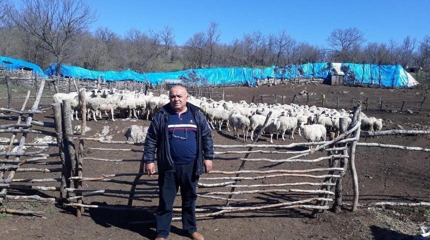 Ana&ccedil; Koyun-ke&ccedil;i Destekleme Başvuruları Devam Ediyor