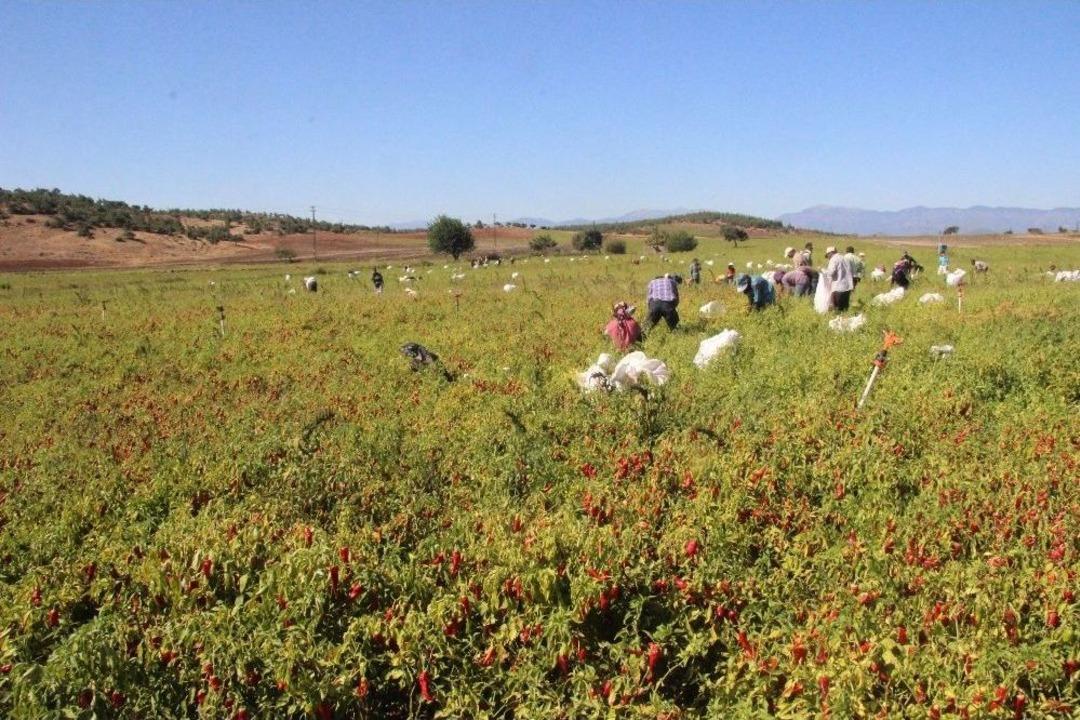 T&uuml;rkiye&rsquo;nin İkinci B&uuml;y&uuml;k Biber &Uuml;retimi Hasancalı&rsquo;da Ger&ccedil;ekleştiriliyor