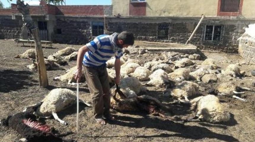 Kurtların Saldırdığı 40 Koyun Telef Oldu