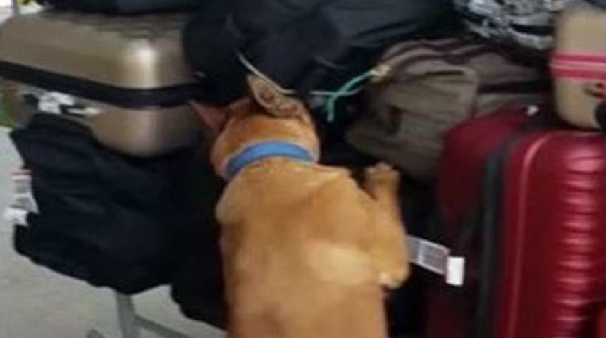 Yurt Dışından Gelen Yolcunun Valizinde Uyuşturucu Bulundu