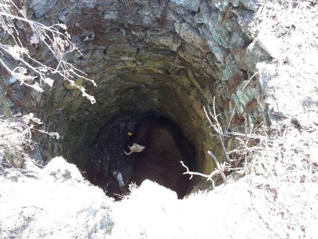 Kuyuya D&uuml;şen Hamile İneği İtfaiye İş Makinesiyle Kurtardı