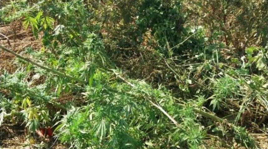 Esrar Ve Hintkeneviri Ile Yakalanınca Tutuklandı