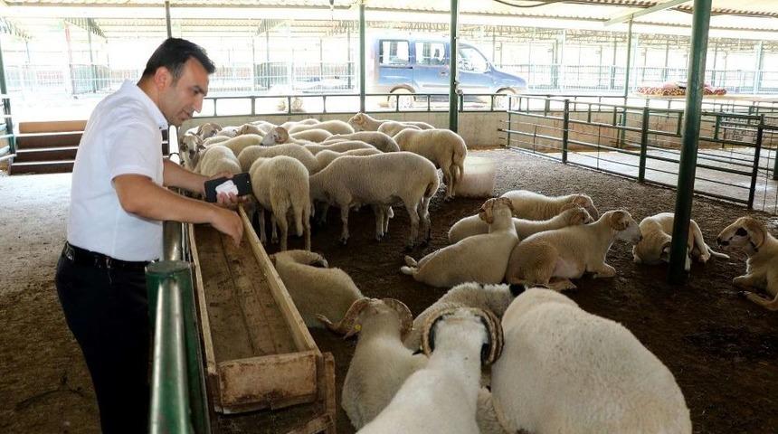 Kurban Bayramı Öncesi Büyükşehir’den Sağlık Tedbiri