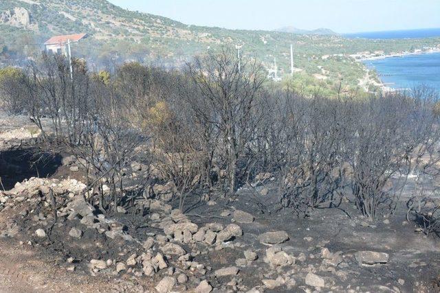 Çanakkale’de Makilik Yangını