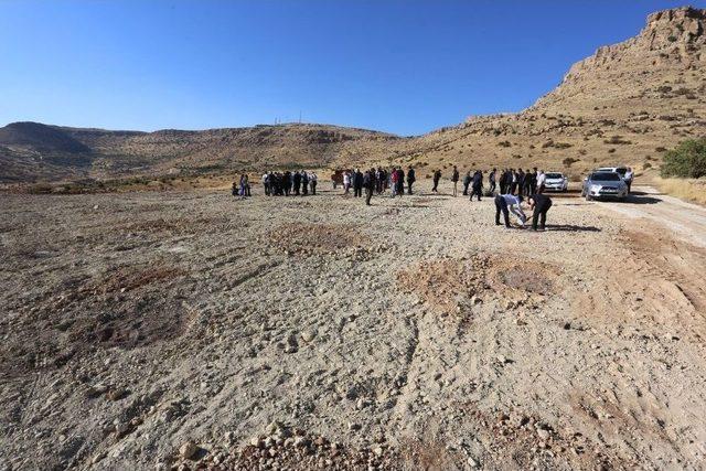 Harran Üniversitesinden Zeytin Gen Bahçesi Projesi