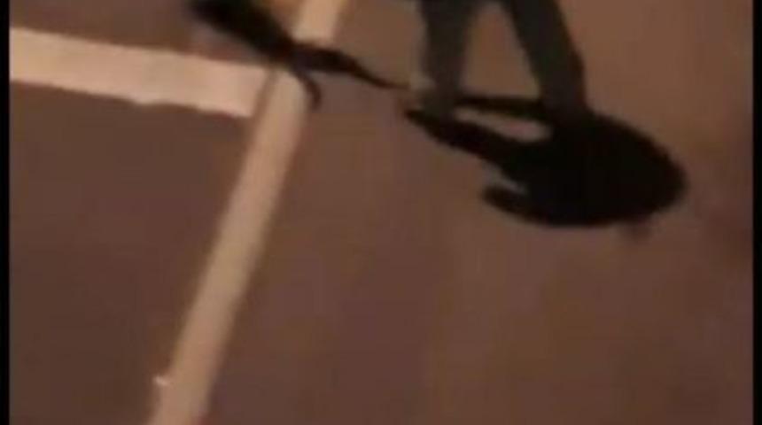 Giresun’da Bir Kişi Baygın Köpeği Otoyola Attı