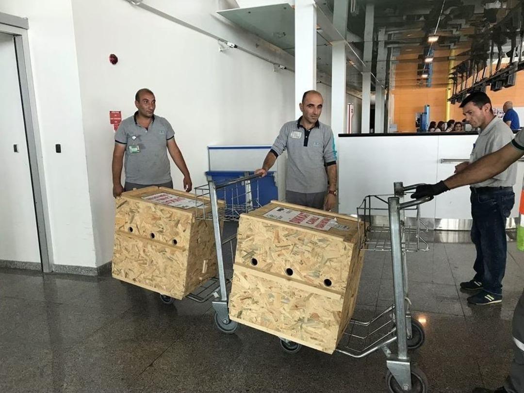 Tedavileri Tamamlanan Yavru Ayılar U&ccedil;akla Bursa&rsquo;ya G&ouml;nderildi