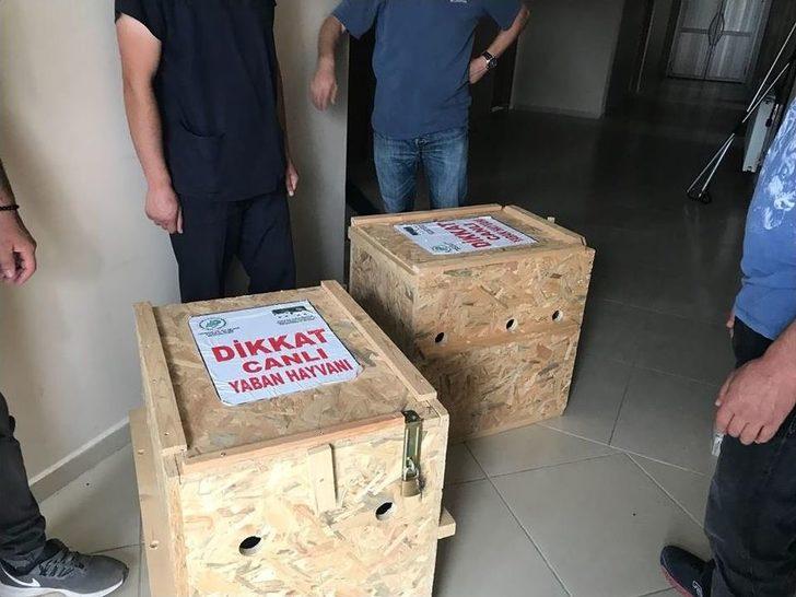 Tedavileri Tamamlanan Yavru Ayılar Uçakla Bursa’ya Gönderildi G1