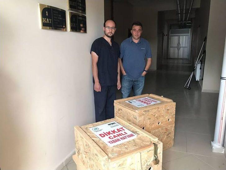 Tedavileri Tamamlanan Yavru Ayılar Uçakla Bursa’ya Gönderildi G2