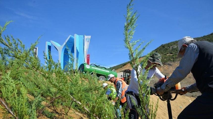 Dikilen Binlerce Ardı&ccedil; Fidanı İle Bilecik Yeşillendiriliyor